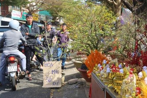 Bảo Lộc: Chợ hoa Xuân giảm giá ngày 29 Tết, người dân đổ xô đi mua hoa, cây cảnh
