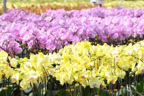 Lan hồ điệp khoe sắc thắm chào Xuân sang
