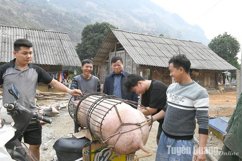Đụng lợn Tết gắn kết tình làng