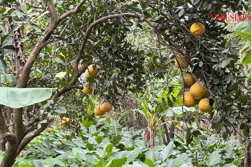 Lá dong Lạc Thủy: Chuyện xưa chuyện nay