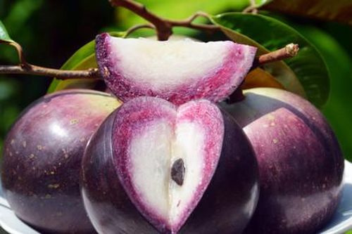 Mùa vú sữa tím báo xuân về
