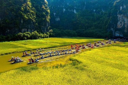 Chiêm ngưỡng mùa lúa chín vàng óng bên dòng sông Ngô Đồng