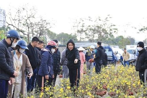 Hoa, cây cảnh 'rẻ như cho' chiều cuối năm Giáp Thìn
