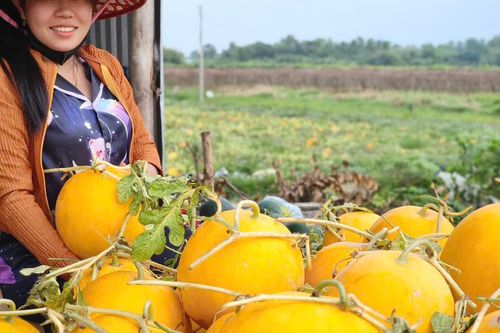 Bạc Liêu: 'Xóm dưa' đón Tết