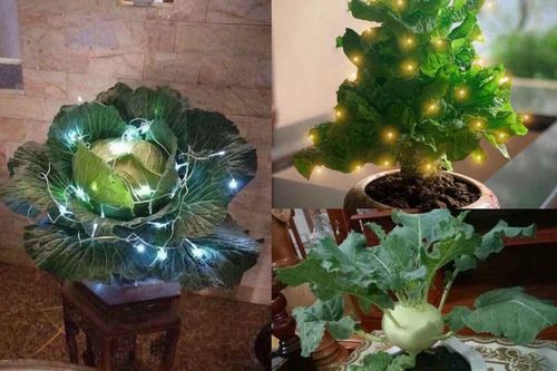 Quên đào, quất đi.... đây mới là cây cảnh trưng Tết siêu độc