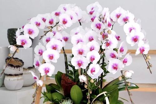 4 loại hoa trưng Tết tươi lâu hơn nhờ mẹo này