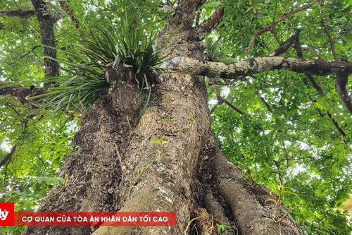 Thăm cây thị 700 năm tuổi ở Thanh Hóa đầu năm mới