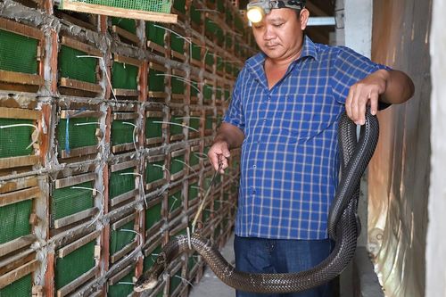 Anh nông dân miền Tây nuôi rắn độc, thu gần 2 tỷ đồng mỗi năm
