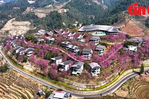 Hoa đào rừng bung nở rực rỡ khắp núi rừng Tây Bắc