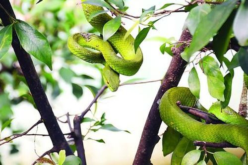 Kỳ thú 'vương quốc rắn' Đồng Tâm