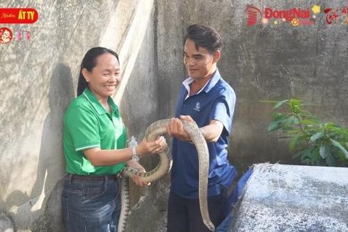 Năm Tỵ nói chuyện làm giàu từ nuôi rắn