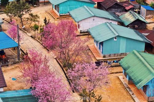 Hoa đào rực rỡ quanh ngôi làng nhỏ trên cao nguyên