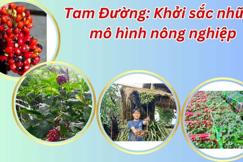 Tam Đường: Khởi sắc những mô hình nông nghiệp