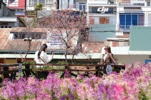 Đà Lạt: Mùng 1 Tết, rộn ràng du xuân
