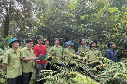 Bình yên cho những cánh rừng