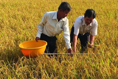 Từ con rắn trong văn minh lúa nước đến nền nông nghiệp xanh