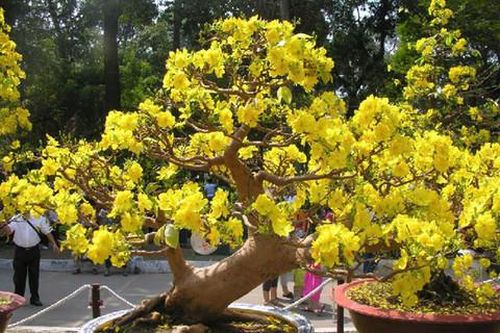 Nhớ những cành mai xuân thuở nào!