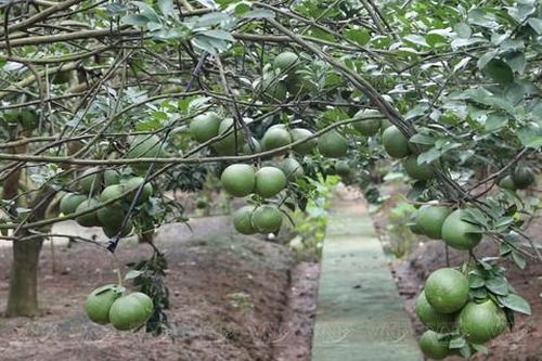 Tân Triều mùa bưởi chờ Xuân