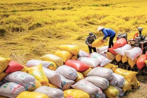 Sứ mệnh mới của hạt gạo Việt