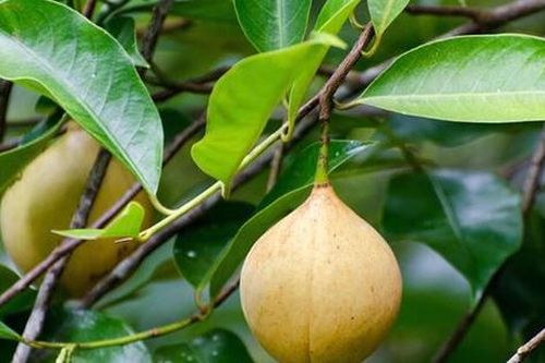 Việt Nam trồng được loại quả gia vị triệu đô đắt đỏ của thế giới: Thu về hơn 27 triệu USD kể từ đầu năm, 30 quốc gia liên tục mua hàng