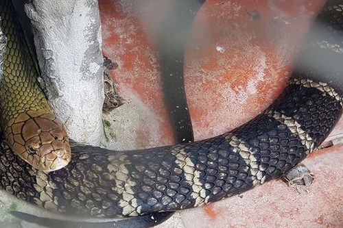 Nhà khoa học lý giải những điều kỳ lạ ở loài rắn