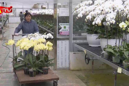 Ngắm vườn hoa lan công nghệ cao vào vụ Tết