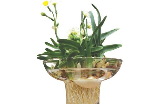 Ngày Xuân nói về thú chơi hoa Thủy tiên
