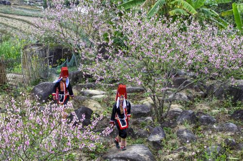 Sắc xuân vùng cao Bình Liêu