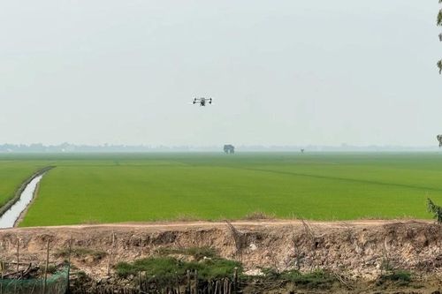 Nông dân vùng Đồng Tháp Mười thăm đồng đầu năm