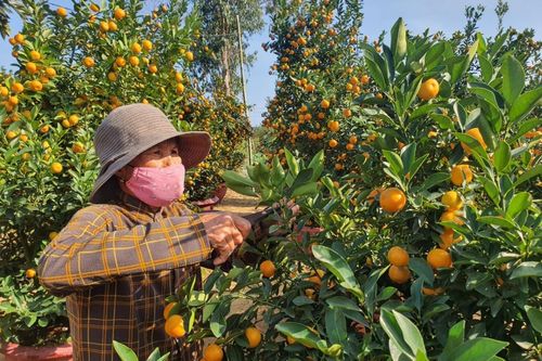 Tưng bừng mùa quất Tết