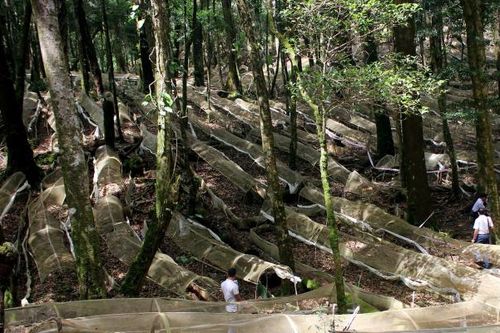 Kỳ bí ngọn núi Ngọc Linh nơi sản sinh ra loài sâm Quốc bảo