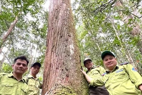 Tận thấy cánh rừng pơ mu 'bất khả xâm phạm' trên núi cao hơn 1.400m