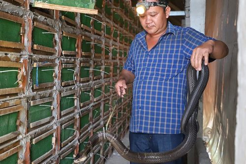 Vén màn bí mật của anh nông dân nuôi 4.000 'tử thần' ở miền Tây