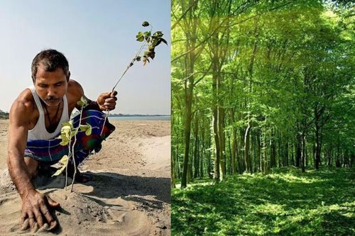 Câu chuyện về những người thầm lặng tái sinh rừng