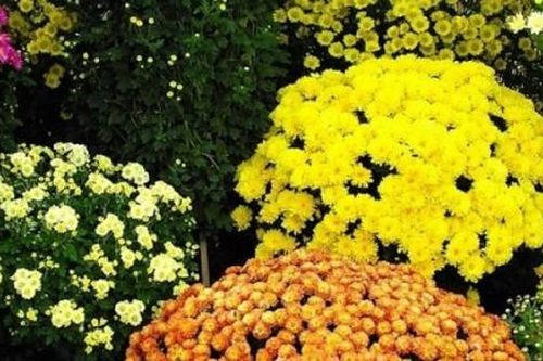 Điểm mặt những loại cây cảnh mang tài lộc vào nhà ngày Tết, có loại giá 'rẻ bèo'