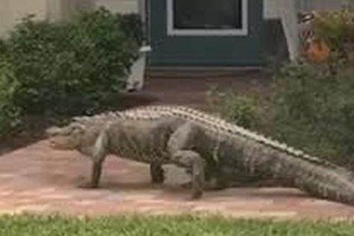 Cá sấu khổng lồ xuất hiện bất ngờ trước cửa nhà dân Florida
