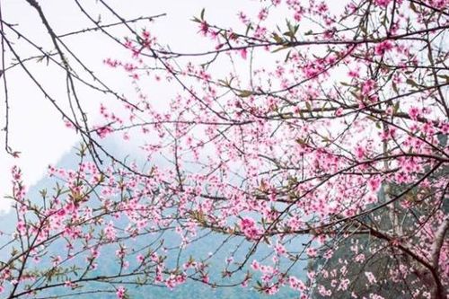 Đào Đá: Vẻ đẹp thuần khiết của núi rừng Tây Bắc