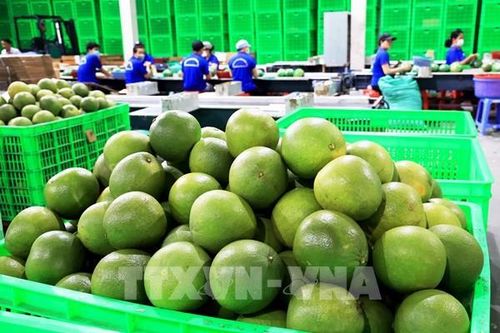 Diễn biến thời tiết khiến giá rau củ ở Nhật Bản tăng mạnh