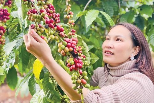 Tìm lại hương cà phê xưa