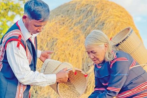 'Hồi sinh' giống lúa cổ của người Bahnar, Jrai