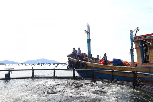 Xanh hóa ngành nuôi biển