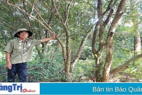 'Giọt vàng' giữa lưng chừng trời giữa trời