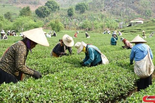 Thuận Châu phát triển kinh tế tập thể