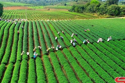 Mục tiêu trở thành trung tâm ứng dụng nông nghiệp công nghệ cao