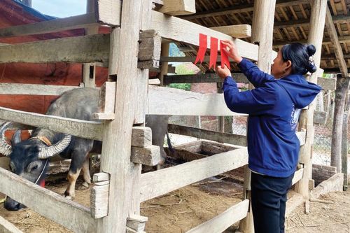 Sắc đỏ trong ngày tết của người Tày, Nùng
