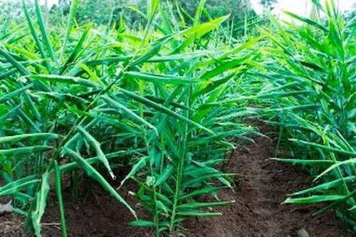 Loại củ mọc khắp Việt Nam là gia vị triệu đô đắt hàng trên thế giới: Thu về gần 60 triệu USD kể từ đầu năm, nước ta có diện tích trồng top đầu toàn cầu