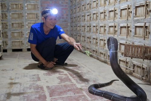 Độc lạ nghề nuôi rắn 'tử thần'