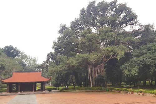 'Linh mộc' ở Lam Kinh