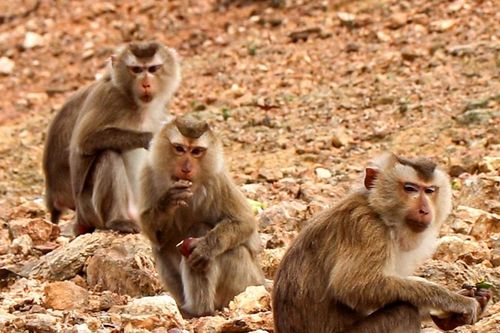 Ngắm 'đảo khỉ' giữa lòng hồ Ngàn Trươi