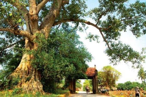 Thơ: Rạng những bình minh